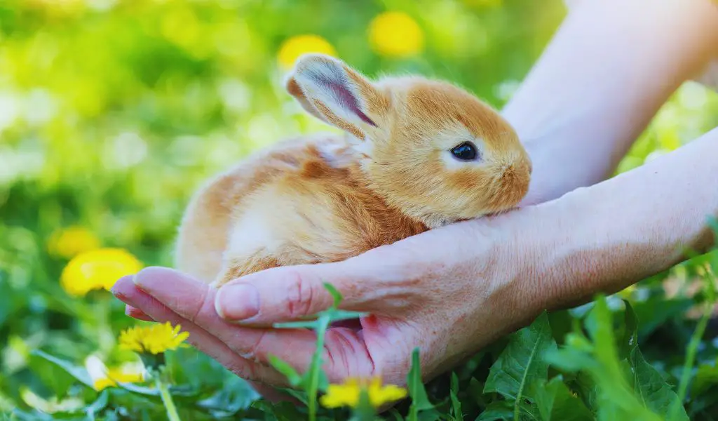 Basic Rabbit Care