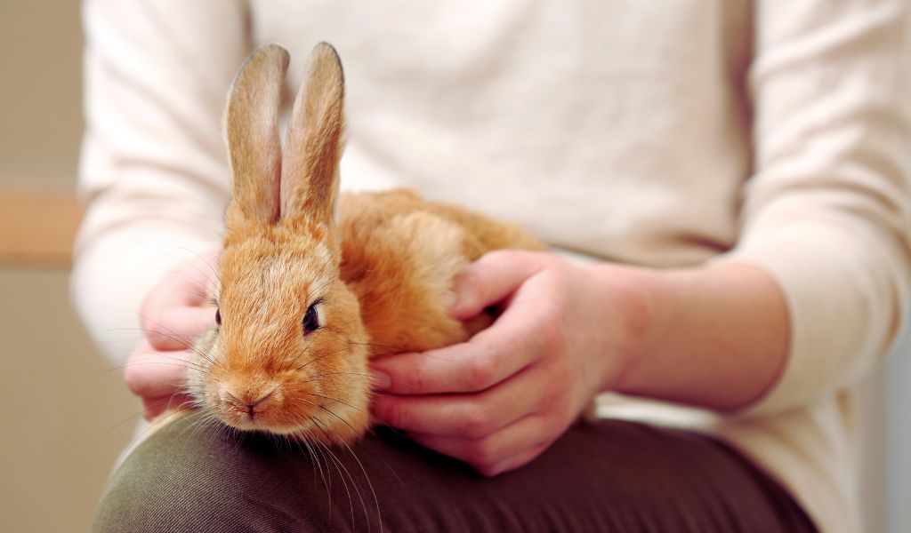 Bonding with Your pet rabbit
