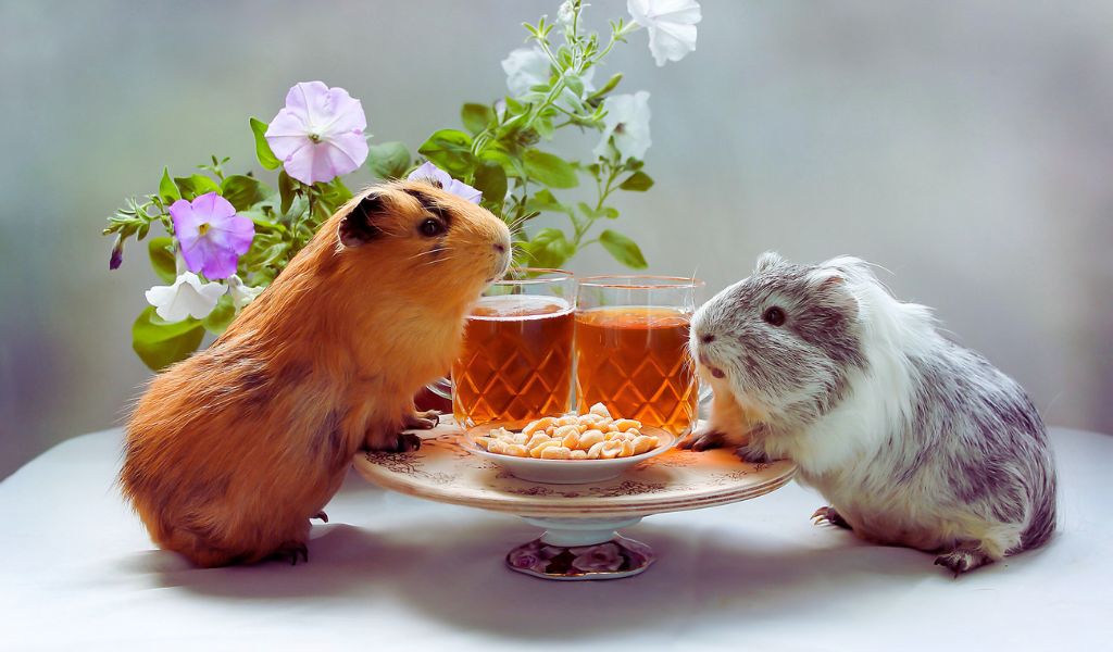 Choosing the Right Guinea Pig