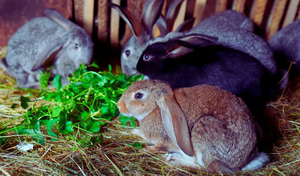 Identifying Your Rabbit's Gender
