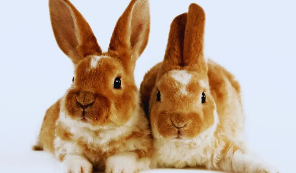 Male Rabbit vs Female Rabbit