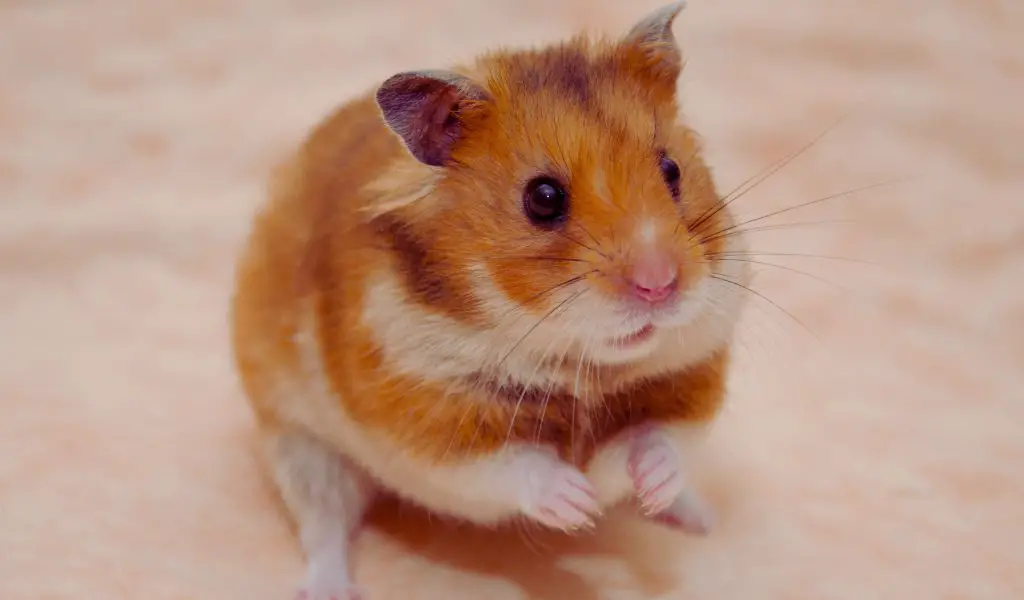 What are the different types of pet hamsters