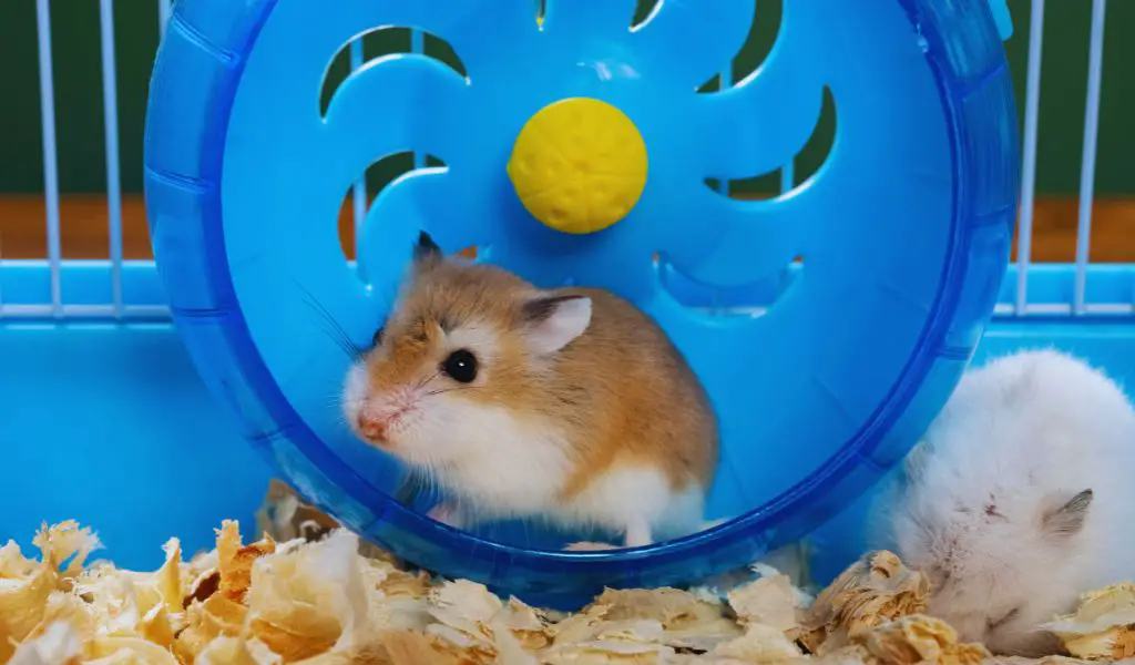 cleaning a hamster's cage
