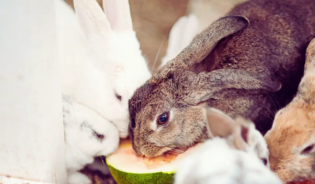 feeding a pet rabbit
