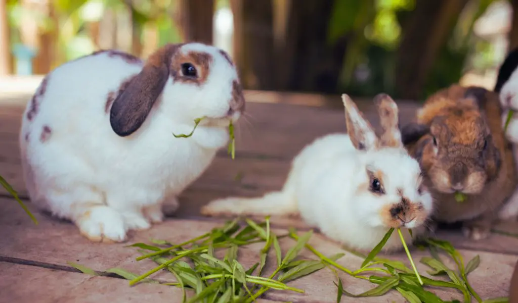 feeding pet rabbits (1)