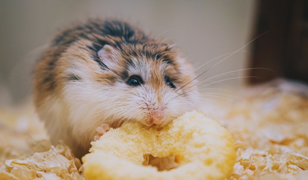 hamster diet