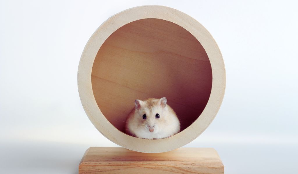 hamster exercise