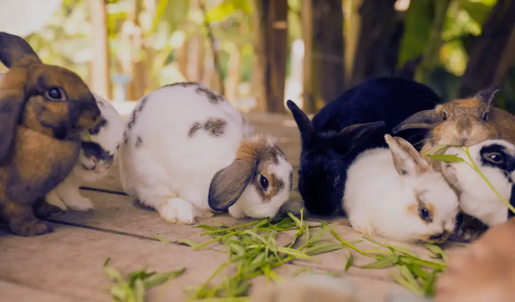 introducing rabbits to each other