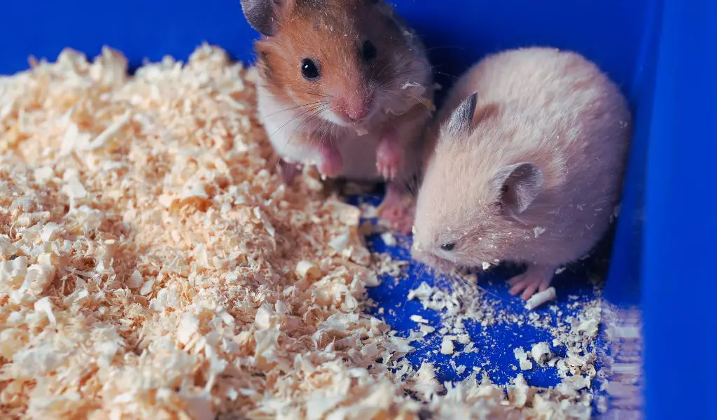 keeping your hamster's cage clean