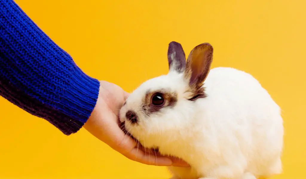 mental stimulation for pet rabbits