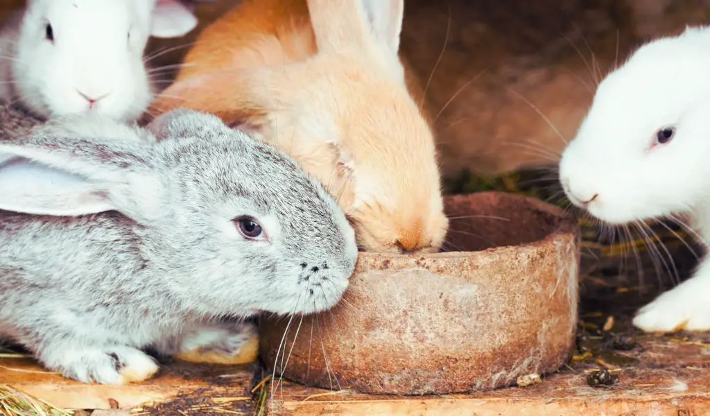pet rabbit introductions