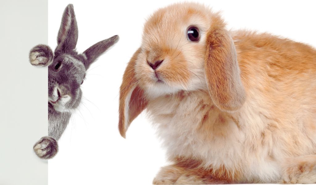 rabbit behavior advice
