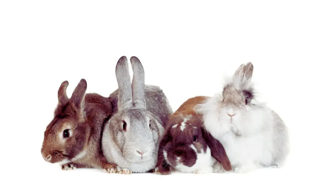 Best Rabbit Breeds for a Happy Home: Choose Wisely!