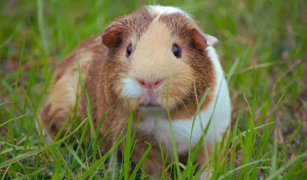 Choosing the Right Guinea Pig. Personality and Breed Considerations