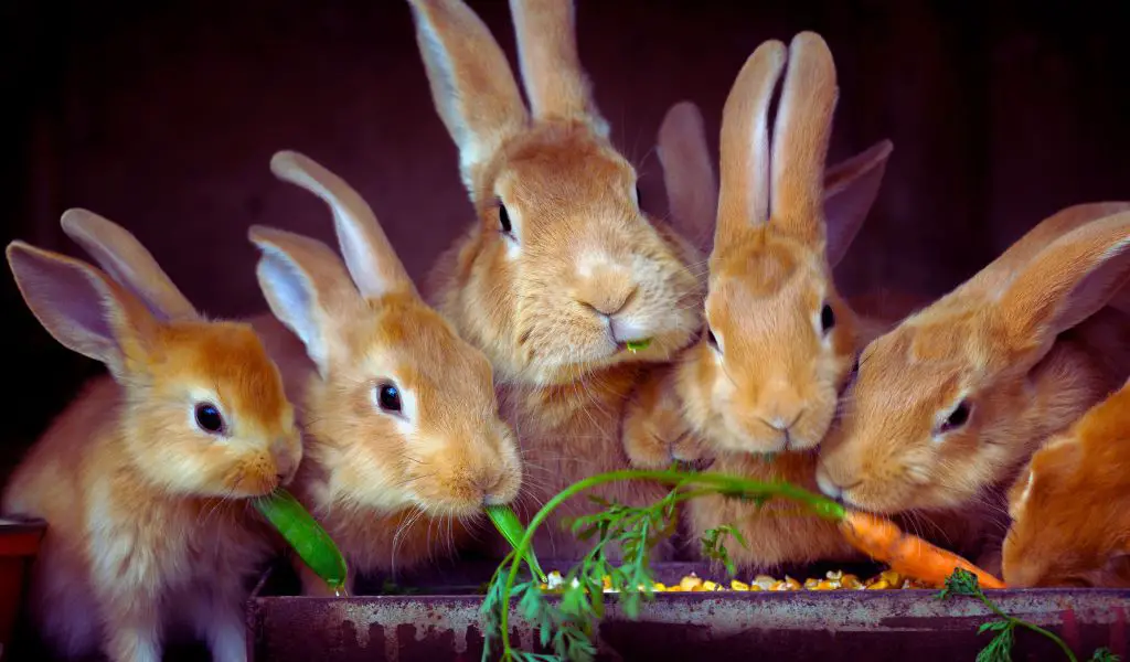 Decoding Rabbit and Bunny Body Language: Understanding Your Pet’s Signals