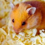 Discover the Safest Bedding for Your Hamster