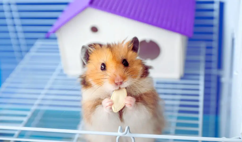 How Often Do I Need to Clean My Hamster’s Cage?