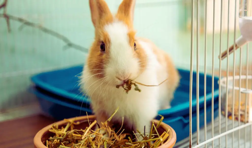 How to Introduce New Foods to Your Rabbit’s Diet. A Nutritious Leap Forward