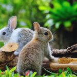 Male Rabbit vs Female Rabbit. The Differences. A Comprehensive Guide