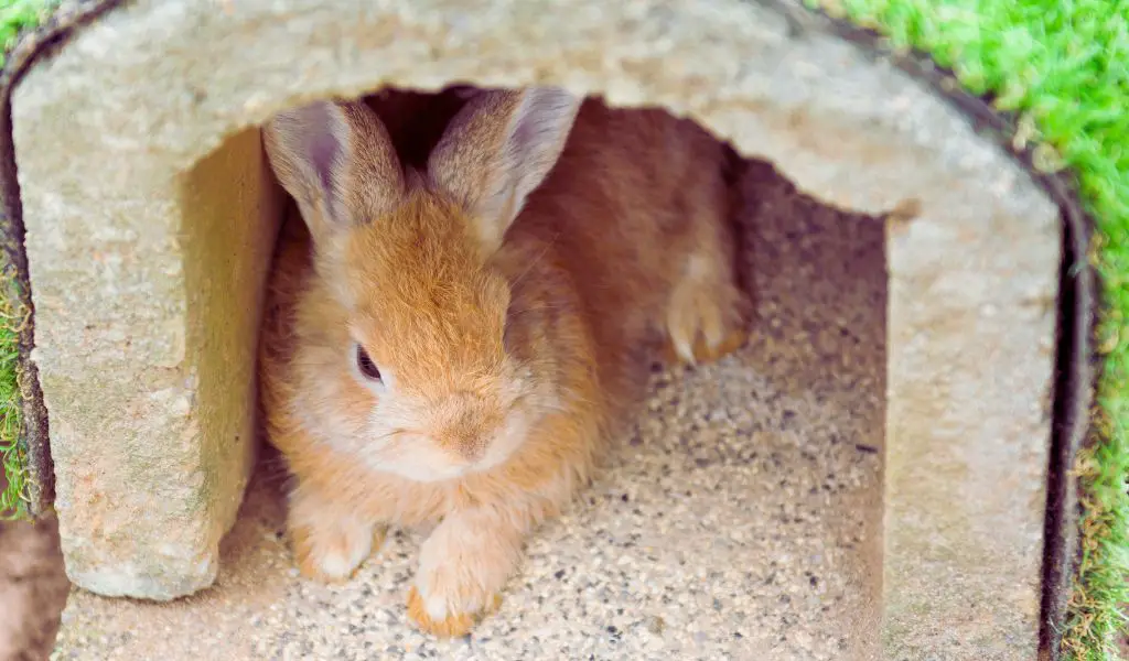 The Ultimate Guide to Keeping Your House Rabbit Happy and Healthy