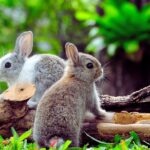 The importance of play and mental stimulation for pet rabbits