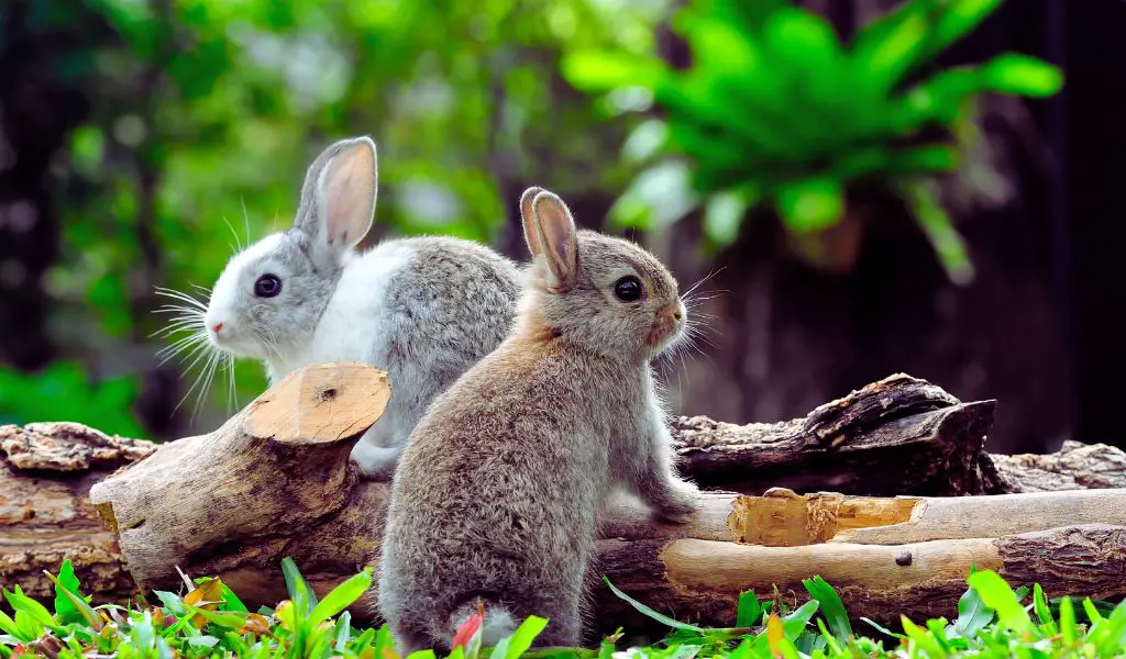 The importance of play and mental stimulation for pet rabbits