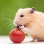 What Should I Feed My Hamster?