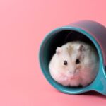What are the different types of pet hamsters?