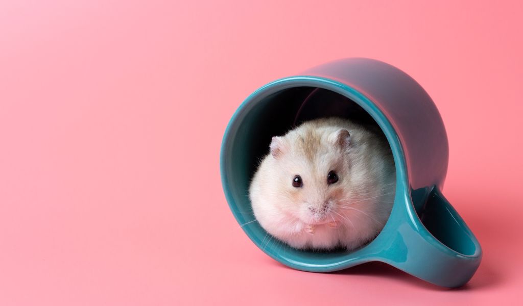 What are the different types of pet hamsters?