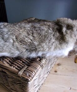 a picture of the goygar rabbit fur dummy