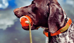 A Beginner's Guide to Dummy Training 8 dog with dummy in mouth