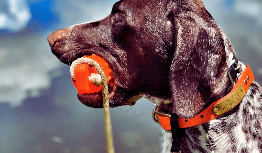 dog with dummy in mouth