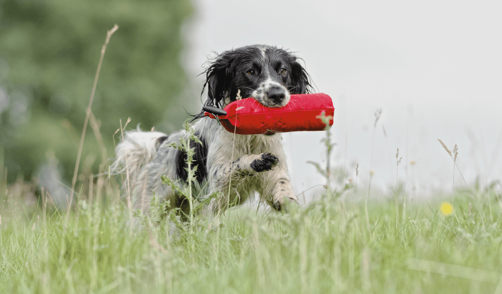 springer spaniel retrieving a training dummy