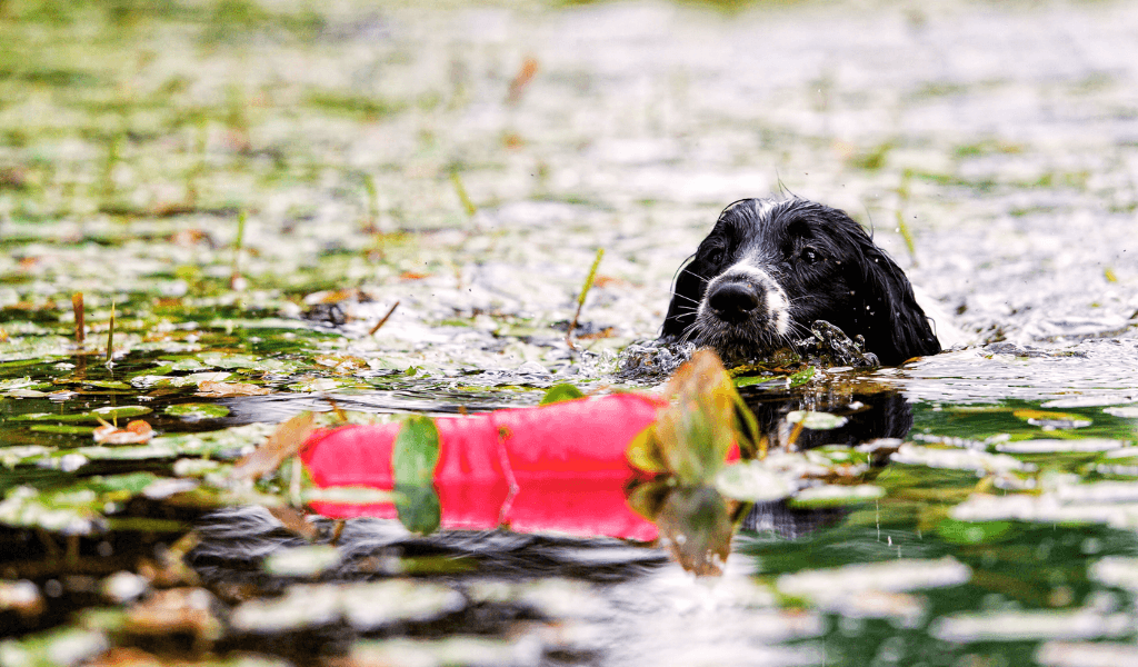 spaniel swimming to retrieve a floating gundog dummy