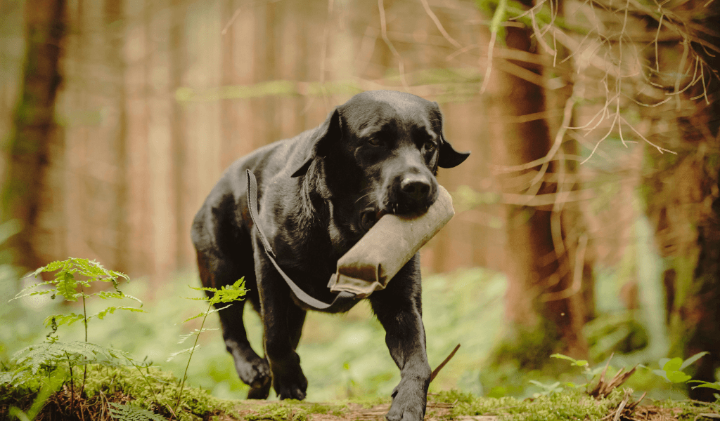 dog retrieving a dummy