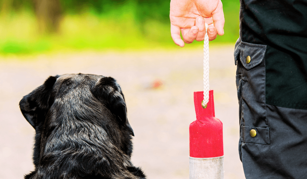 man walking with gundog holding a coloured dummy