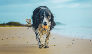 gundog with a ball