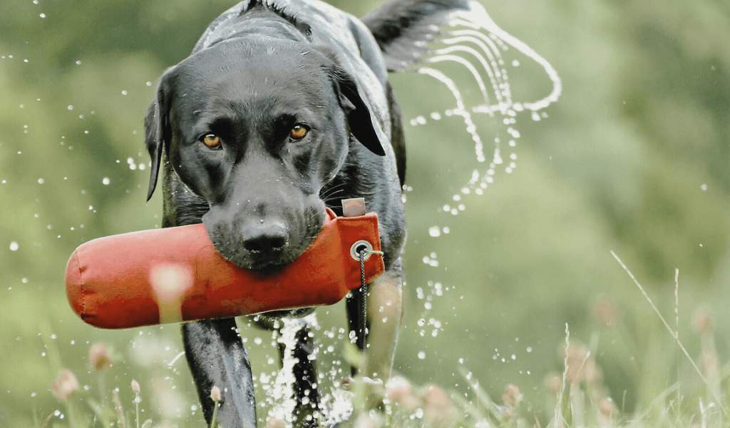 dog with dummy