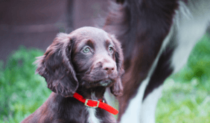 gundog lead types