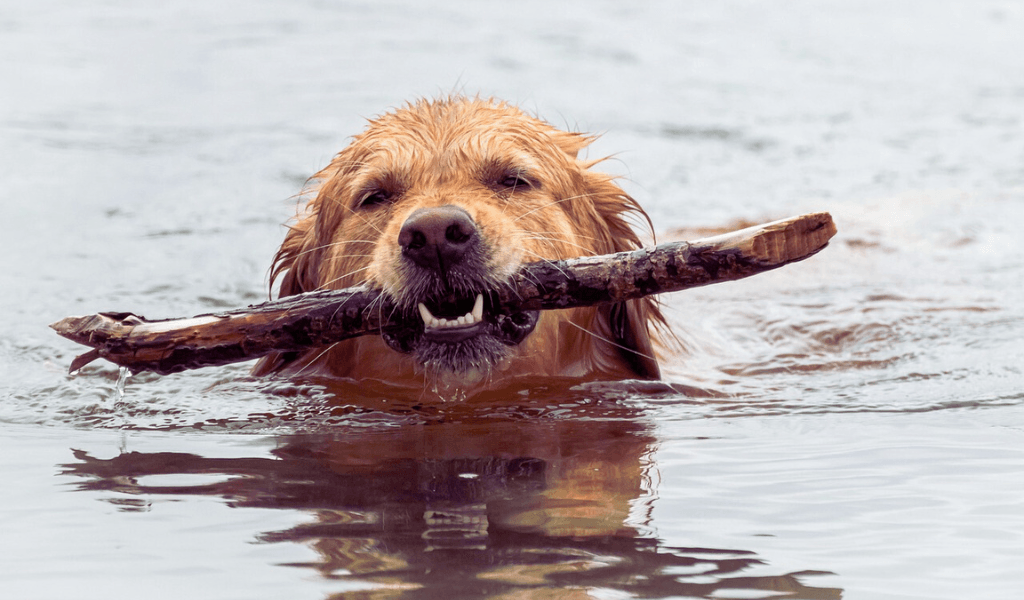 dog retrieving a stick