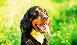 What Is a Gundog? A Closer Look at These Versatile and Loyal Companions 9 a picture of a gundog