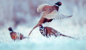 pheasants in the snow