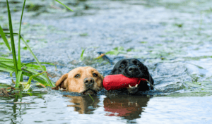 Essential Equipment for Gundog Training: A Beginner's Guide 8 gun dogs swimming with a training dummy