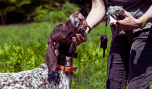 pointer gun dog retrieving