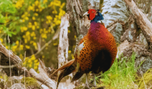 cock pheasant in the woods