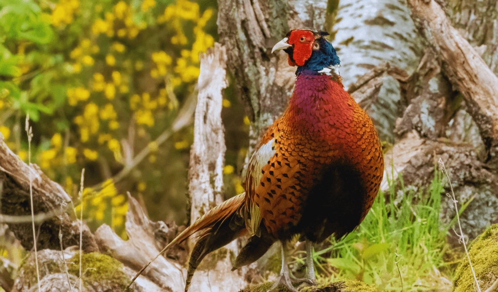 cock pheasant in the woods