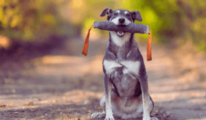 a dog holding a dog training dummy