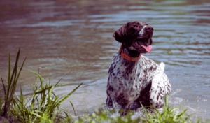 gun dog in water