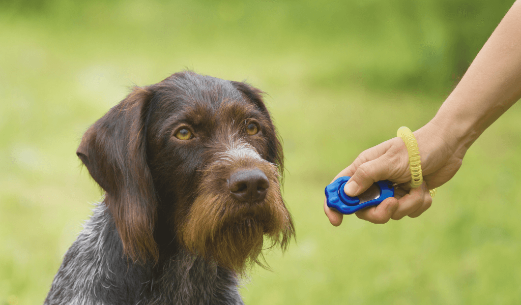 gun dog pointer training