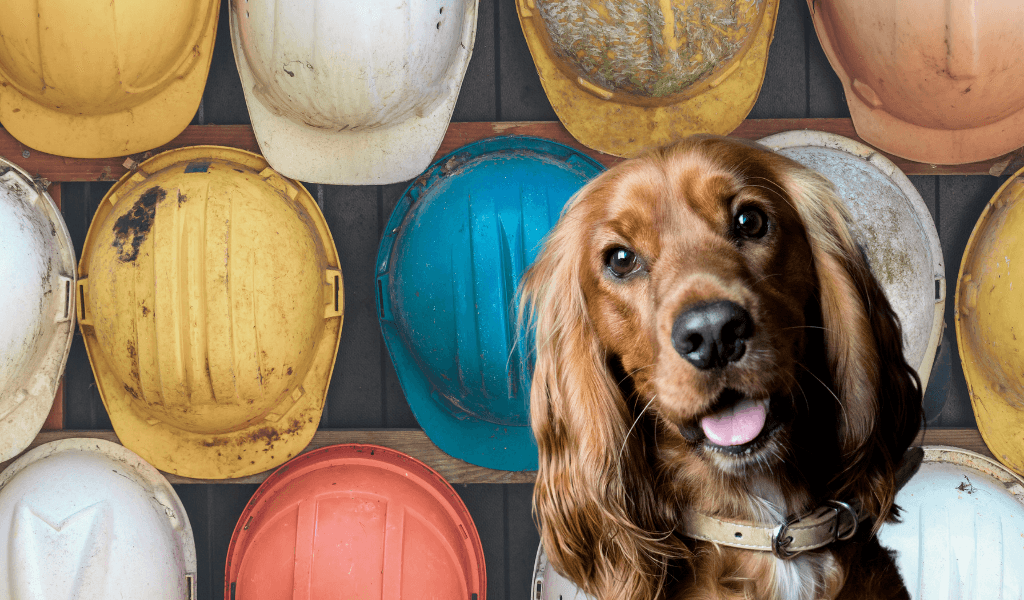 spaniel with protective head gear